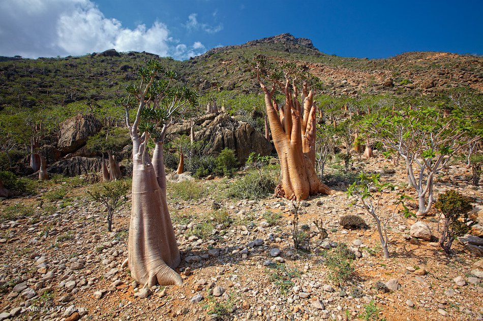 Socotra Island