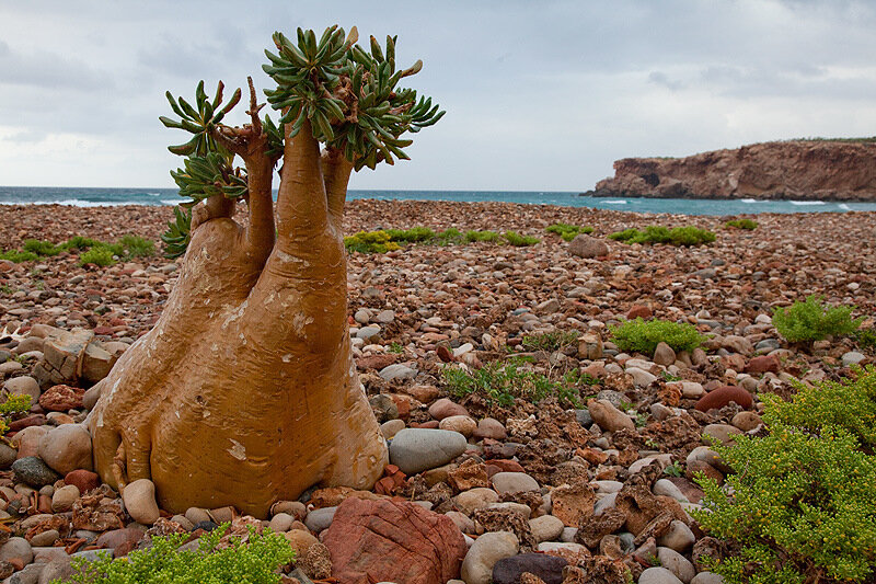 Socotra Island