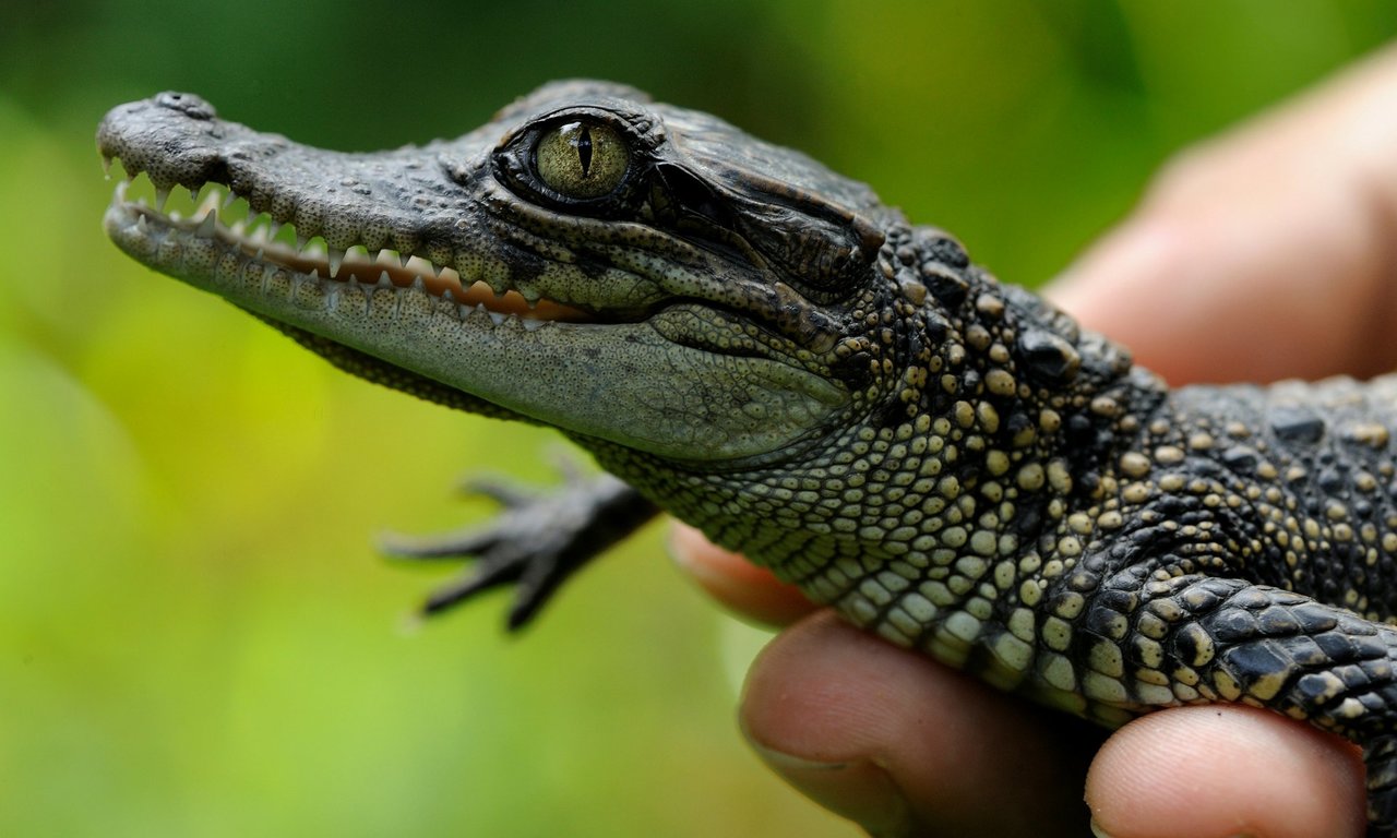  See The Baby Crocodiles