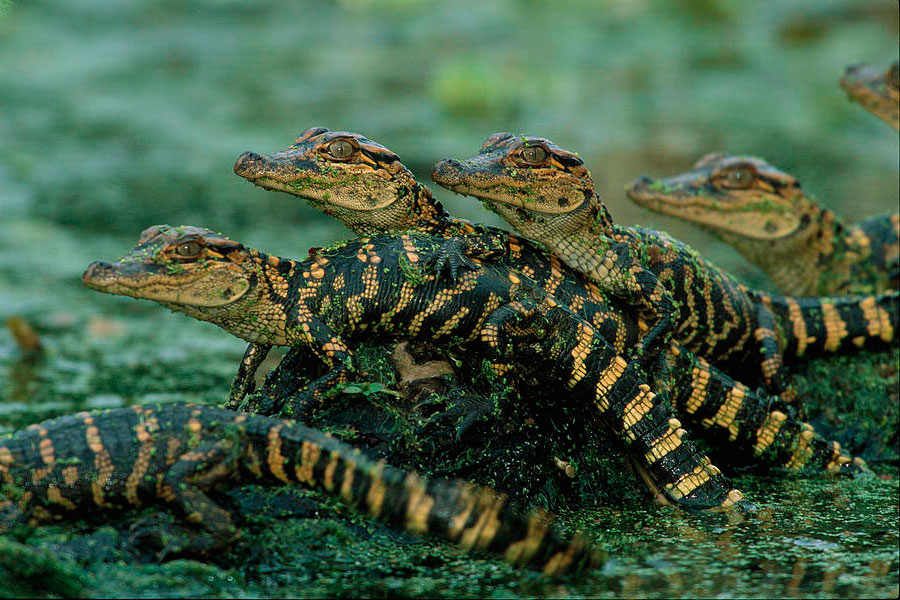  See The Baby Crocodiles