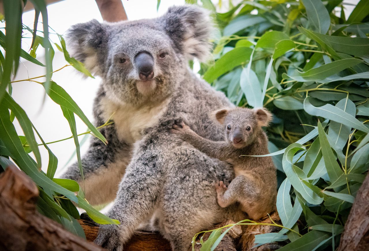 Koala Babies