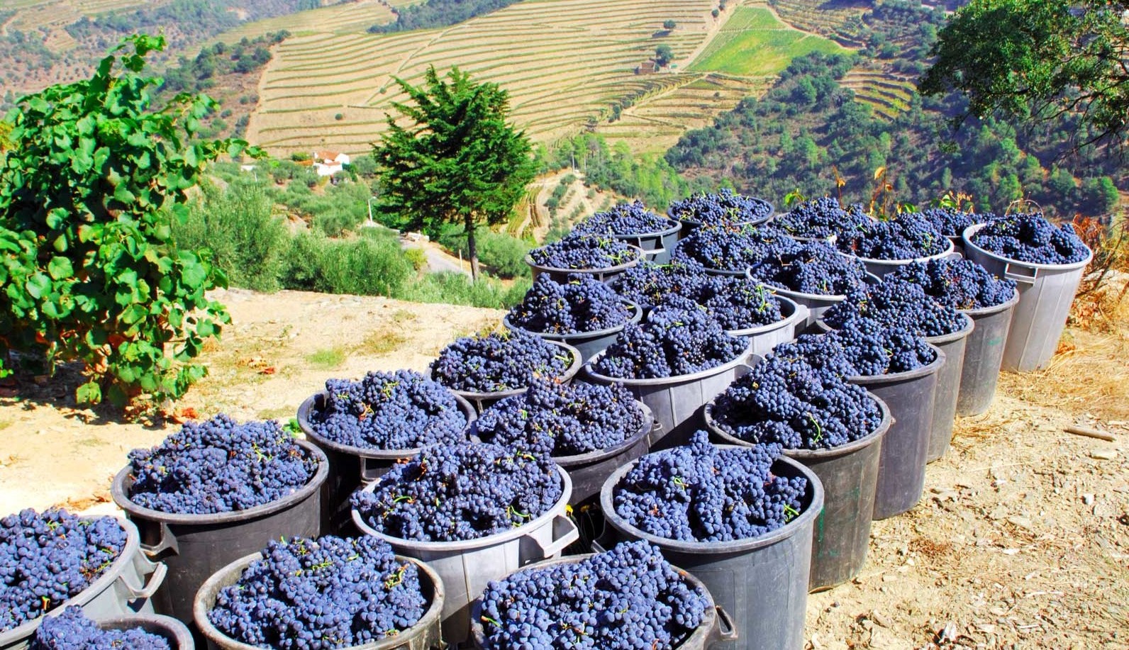 The World’s Longest-Running Winery Can Be Found in Germany