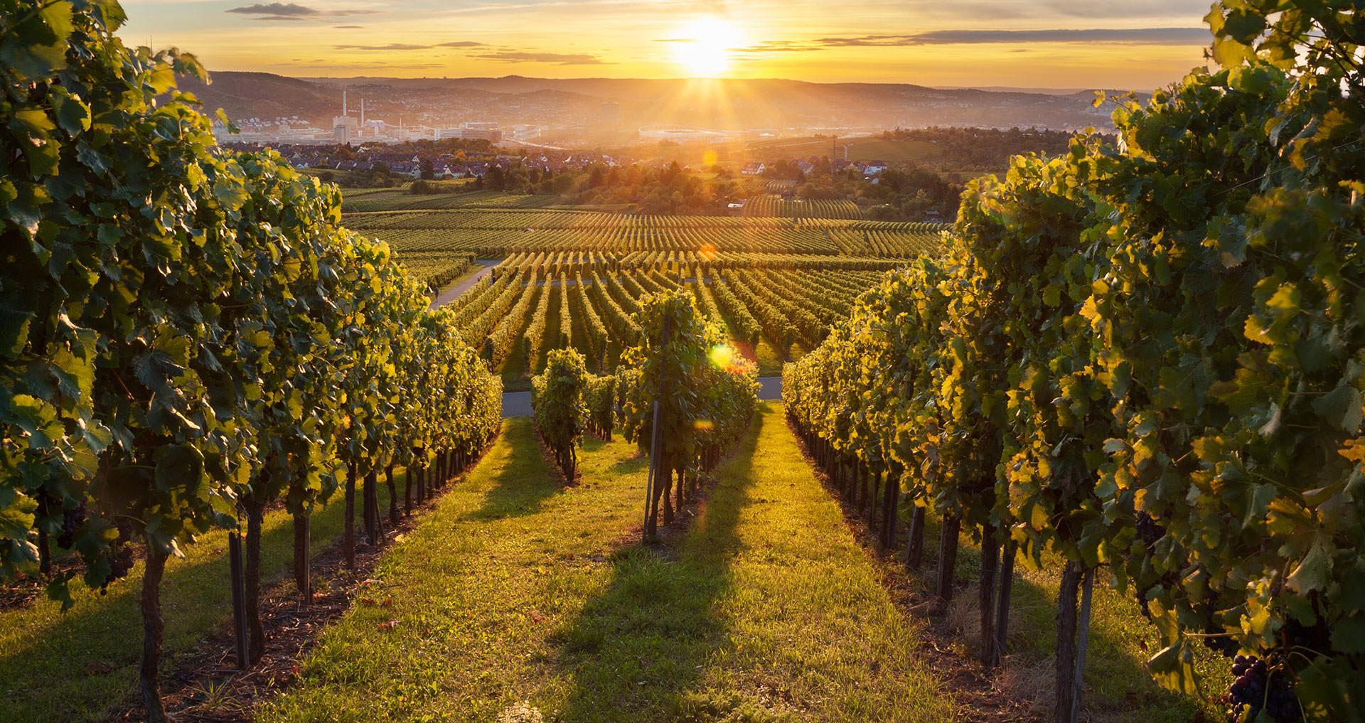 The World’s Longest-Running Winery Can Be Found in Germany