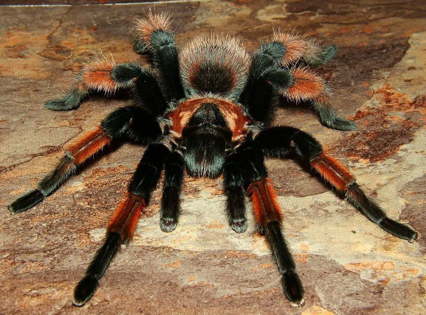 Mexican Red-Legged Tarantula