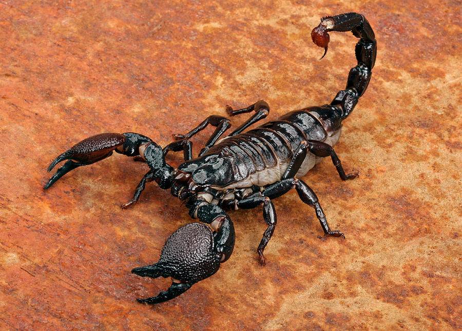 Emperor Scorpion