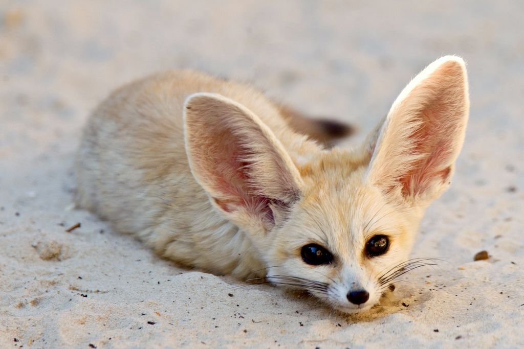 Fennec Fox