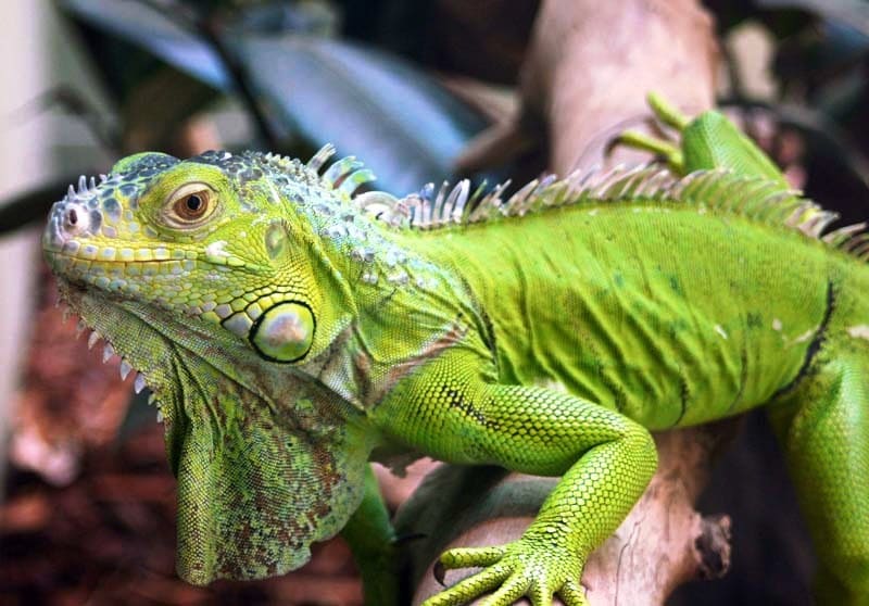 Green Iguana