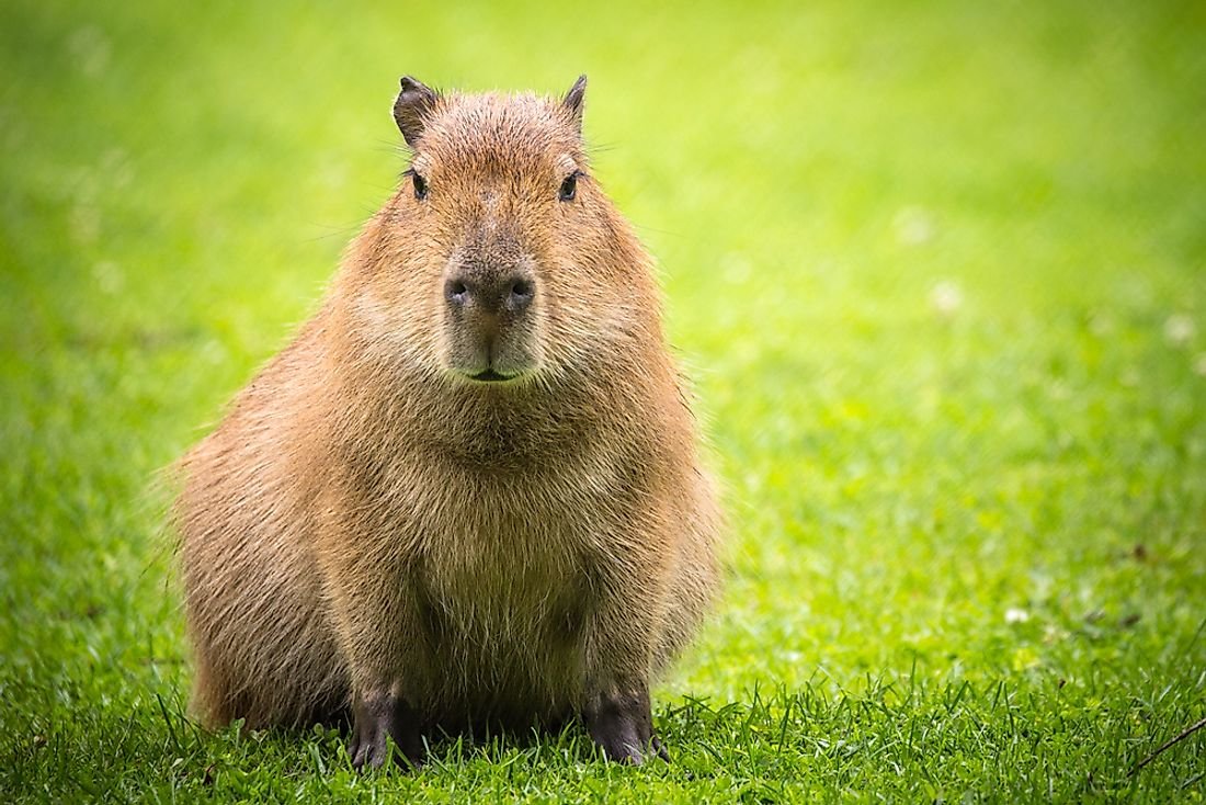 Cuanto cuesta un capibara