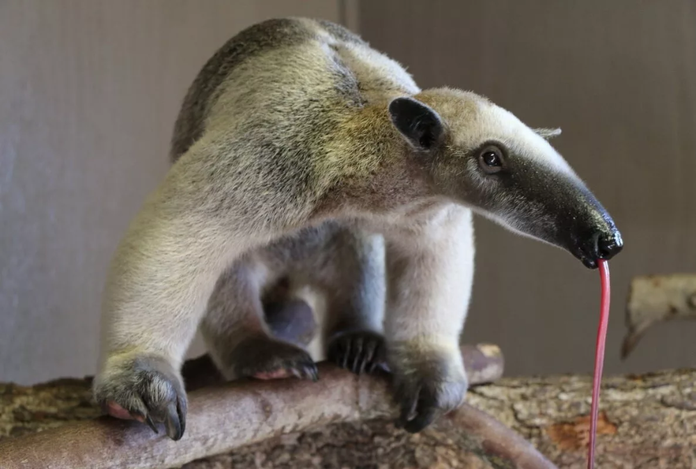 Southern Tamandua