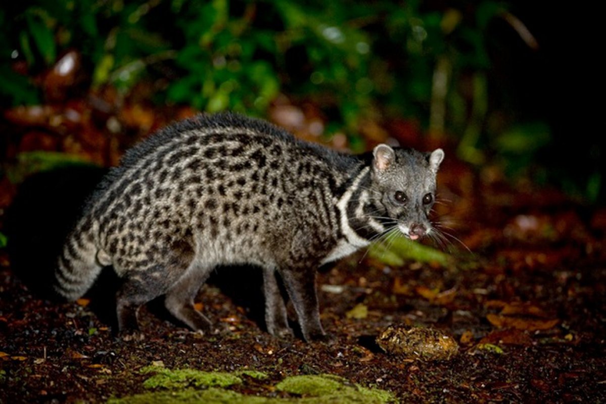 Chestnut-Spotted Genet