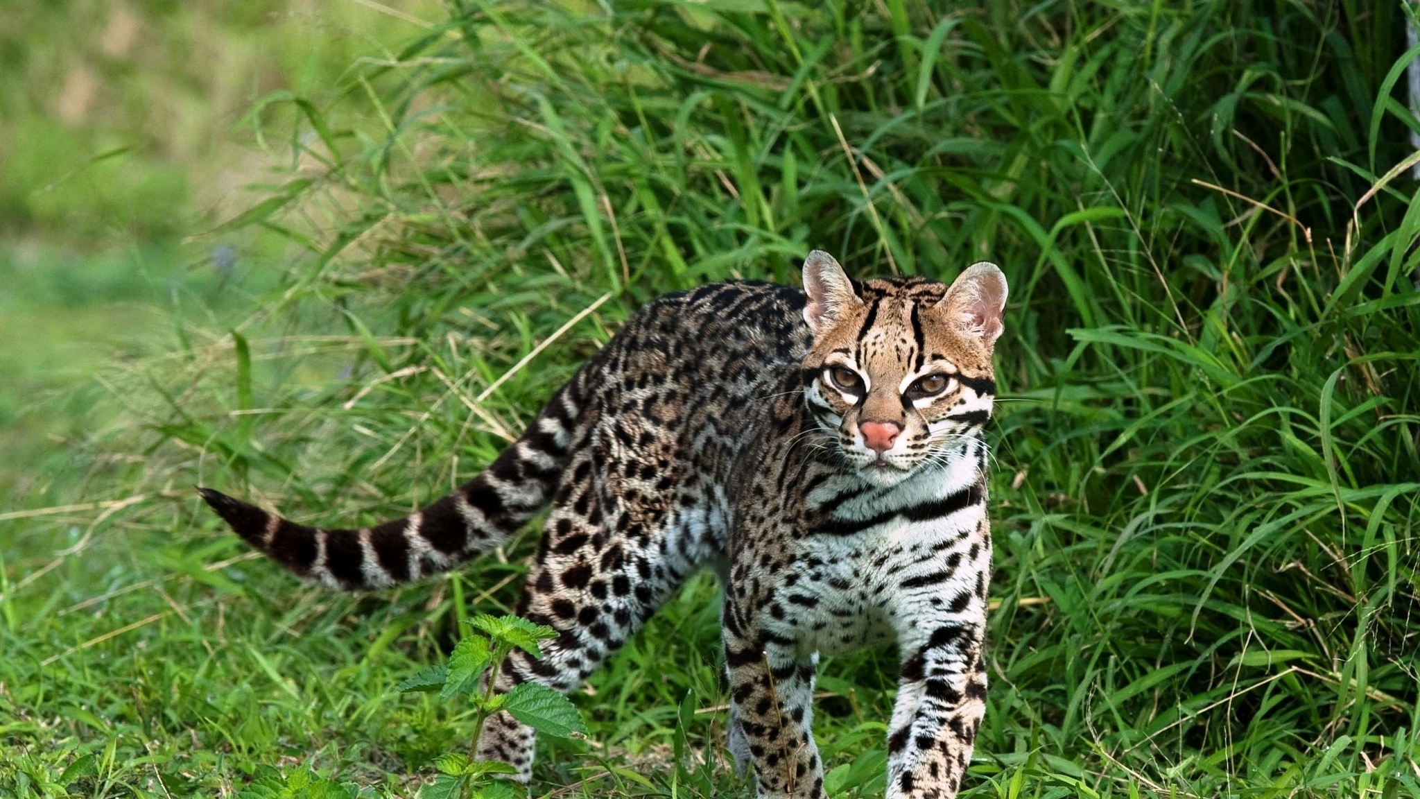 Chestnut-Spotted Genet