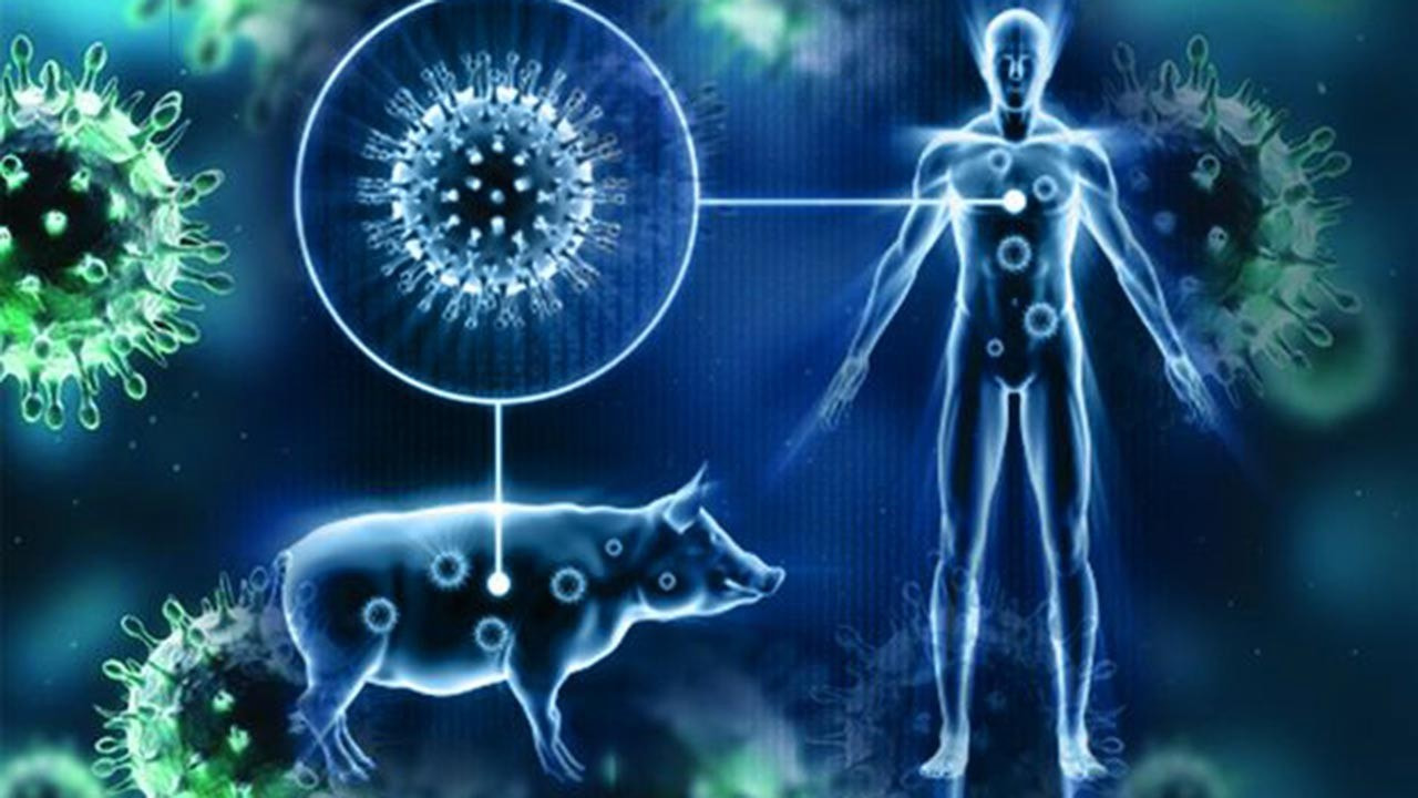 Swine Flu (2009 – 2010)