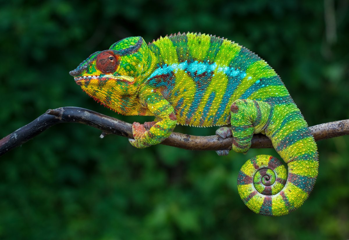 Chameleon