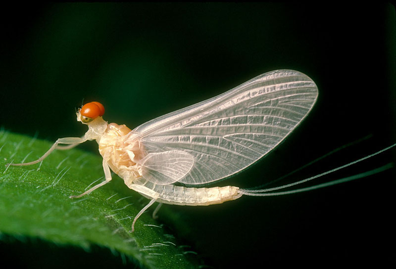 Mayflies