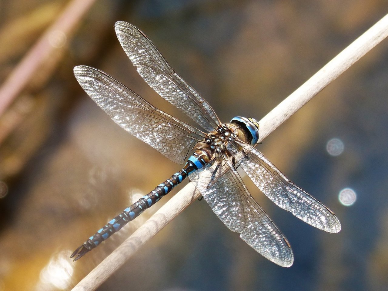 Dragonflies