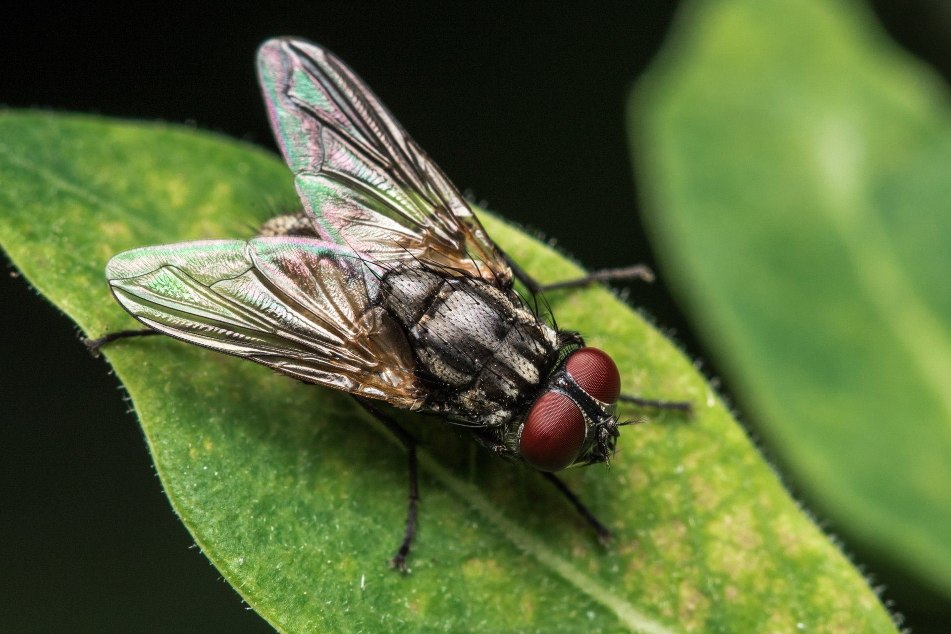 Houseflies