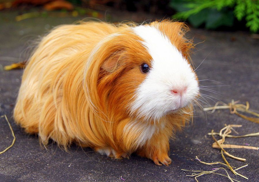 Guinea Pigs