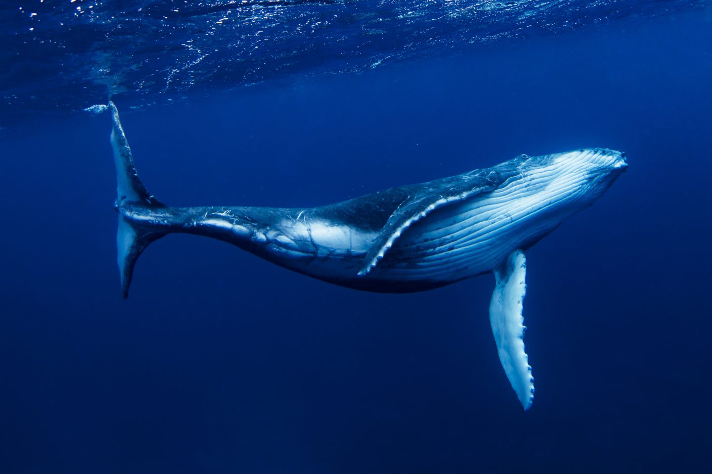 Blue Whale