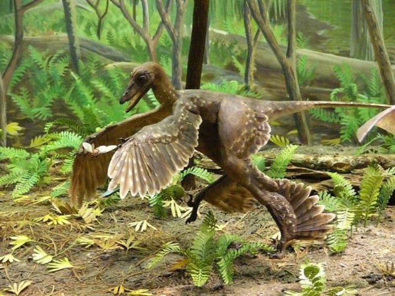  Sinornithosaurus