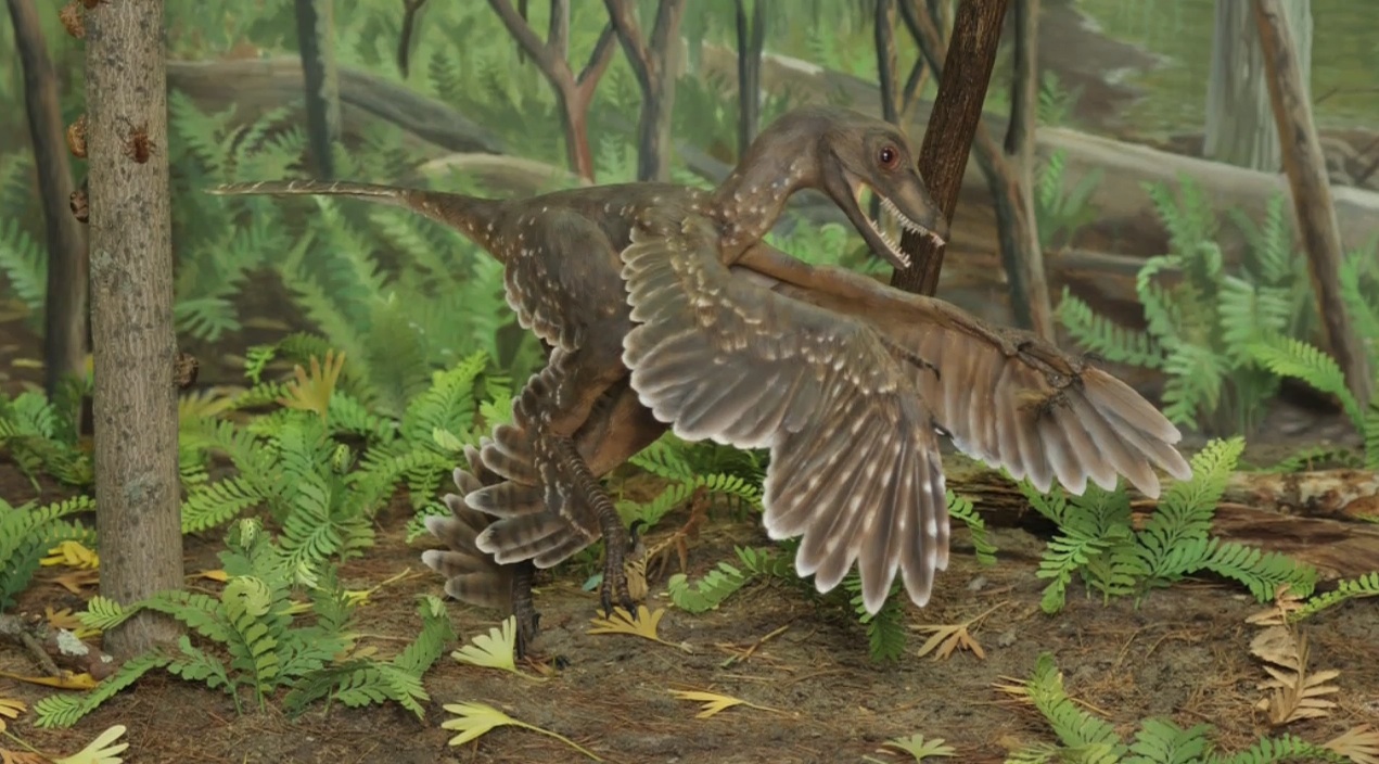  Sinornithosaurus