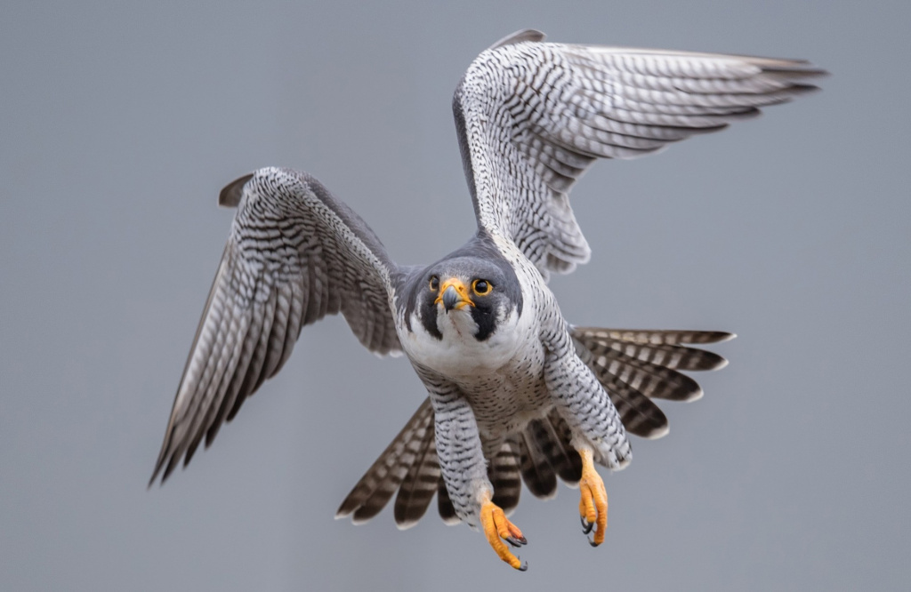 Peregrine falcon