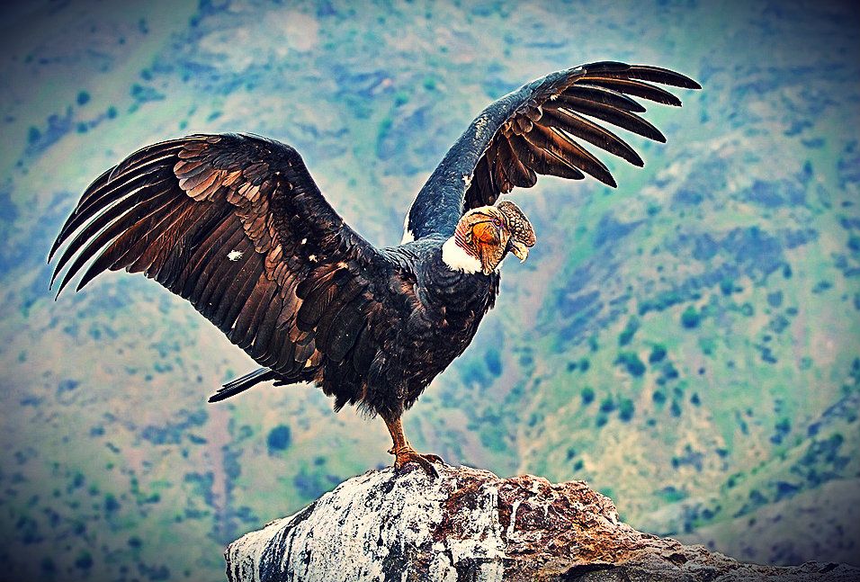 Andean condor