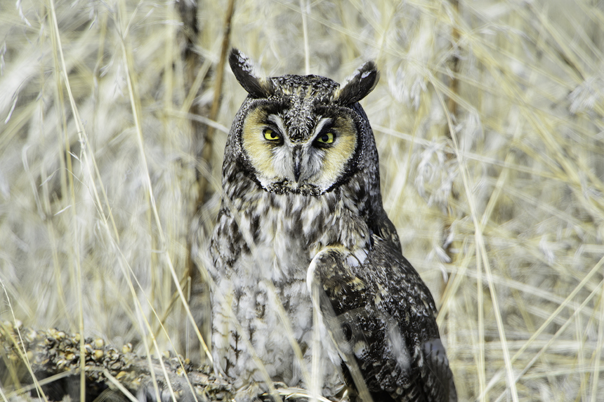 Long-eared owl