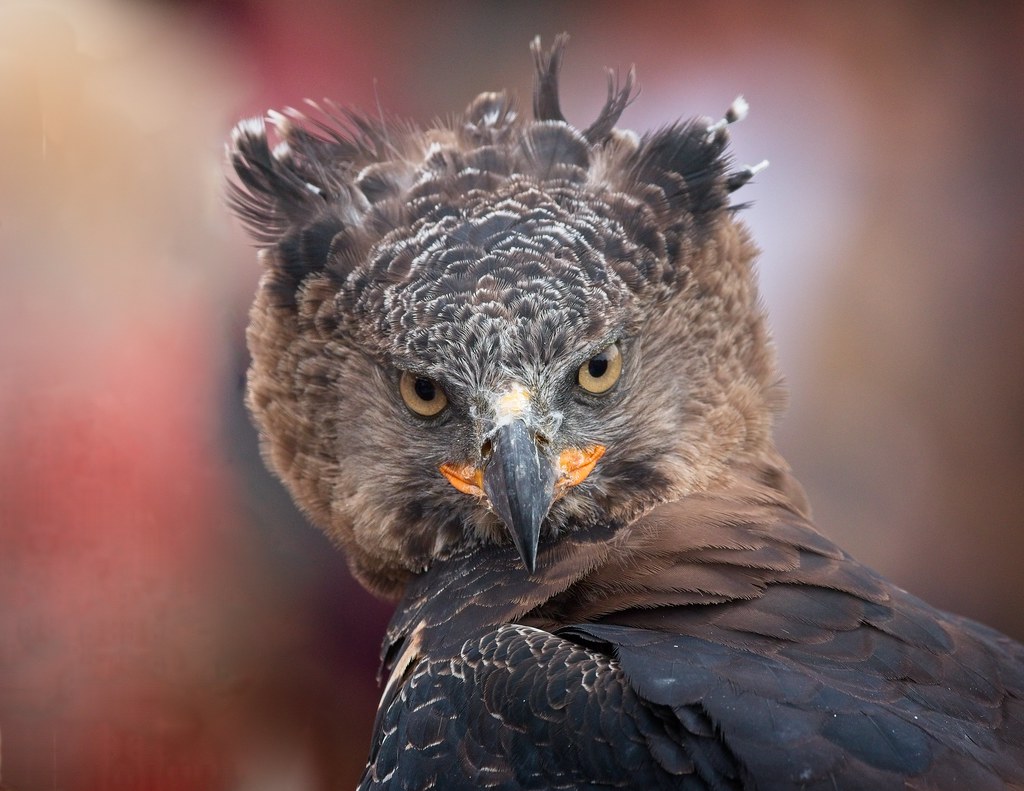 Crowned eagle