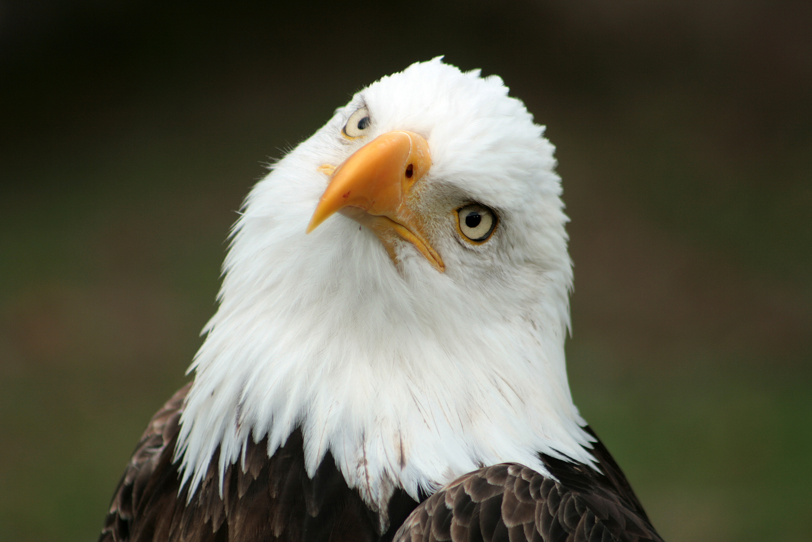 Bald eagle