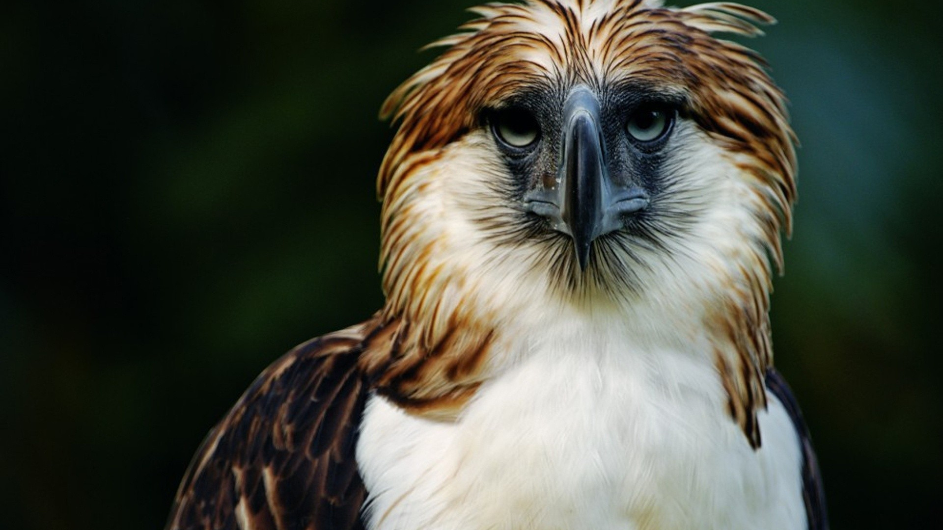 Philippine eagle