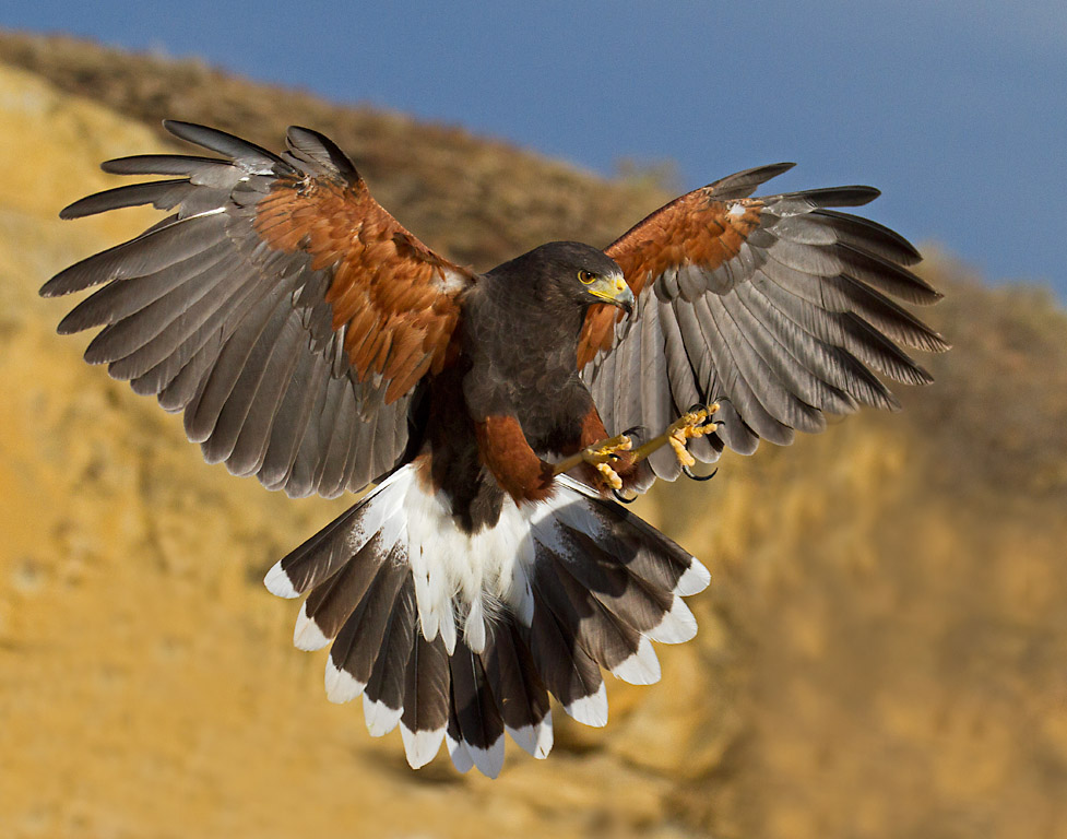 Harris’s hawk