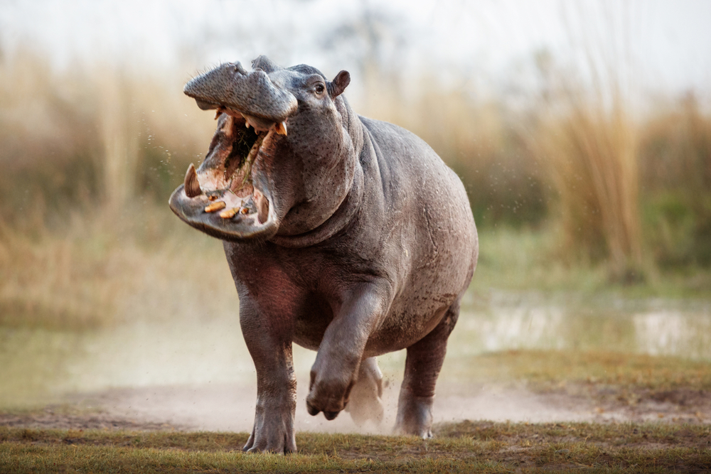 Male hippos kill and eat their young