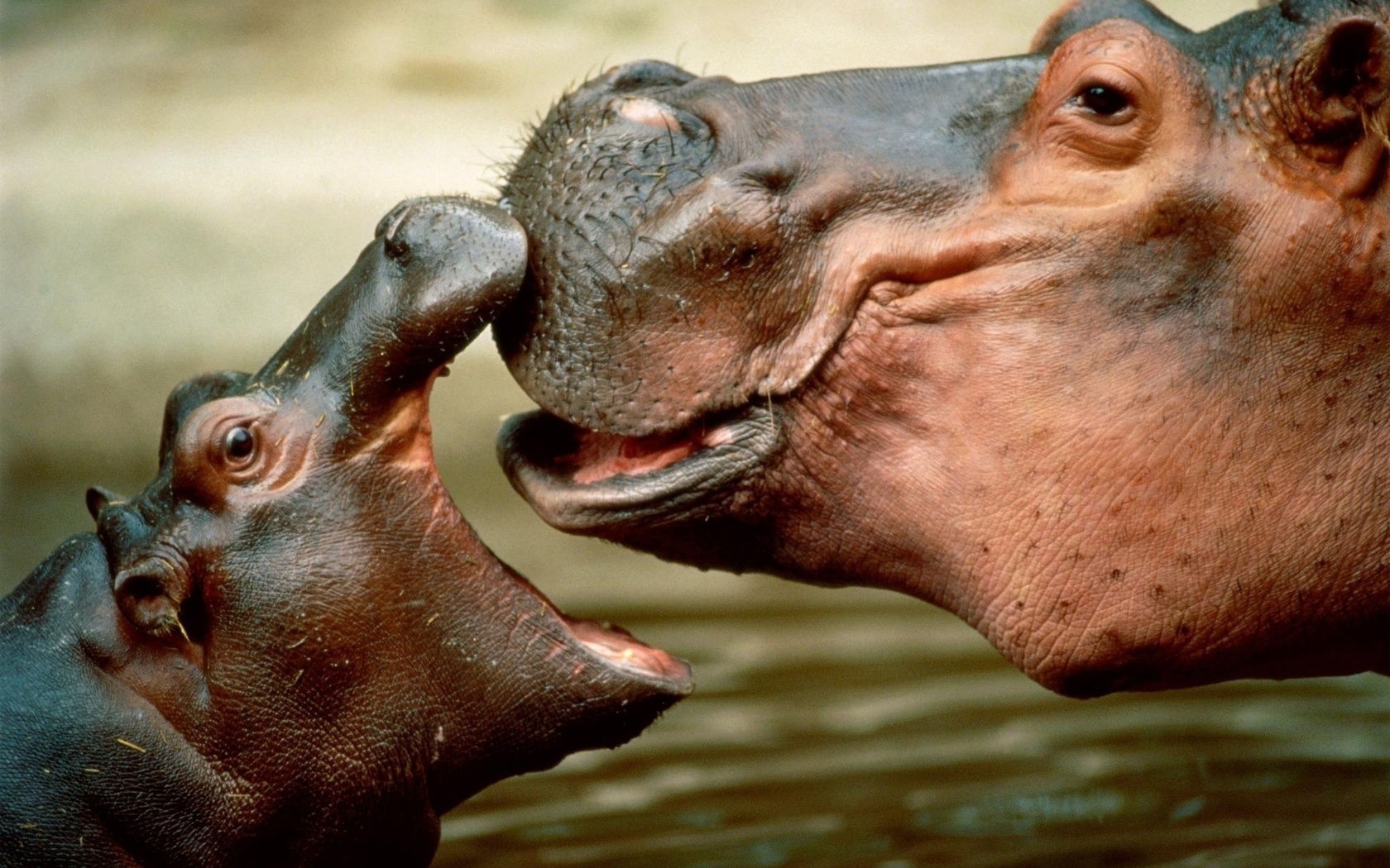 Male Hippopotamus is named bull