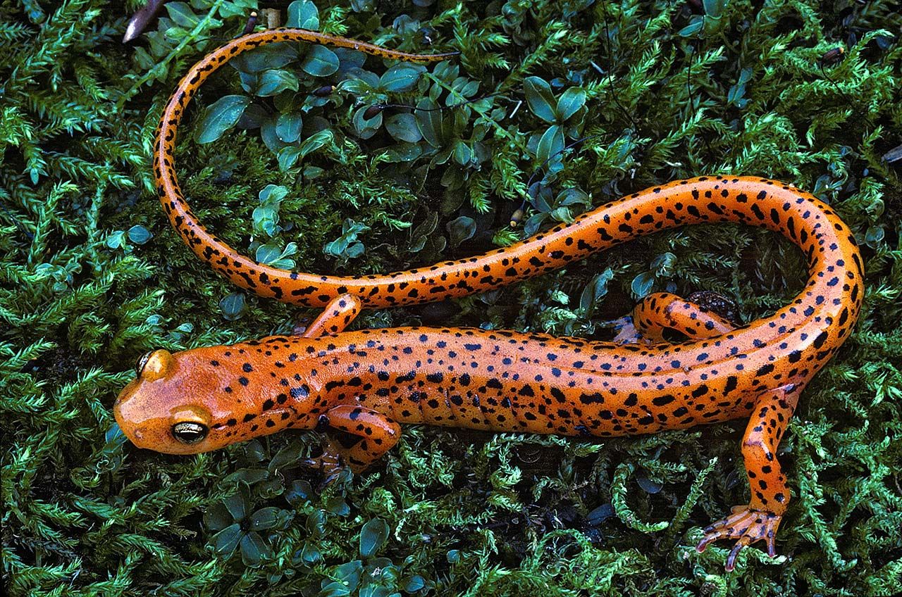 Spotted-tail salamander