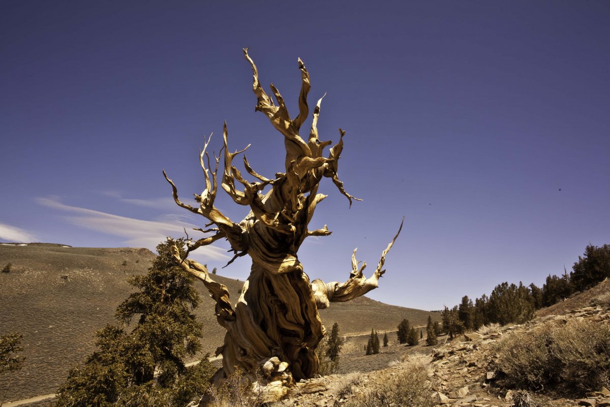 It’s home to the oldest living tree on the planet