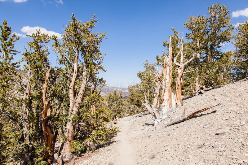 The most popular trail brings you right to the oldest tree on the planet