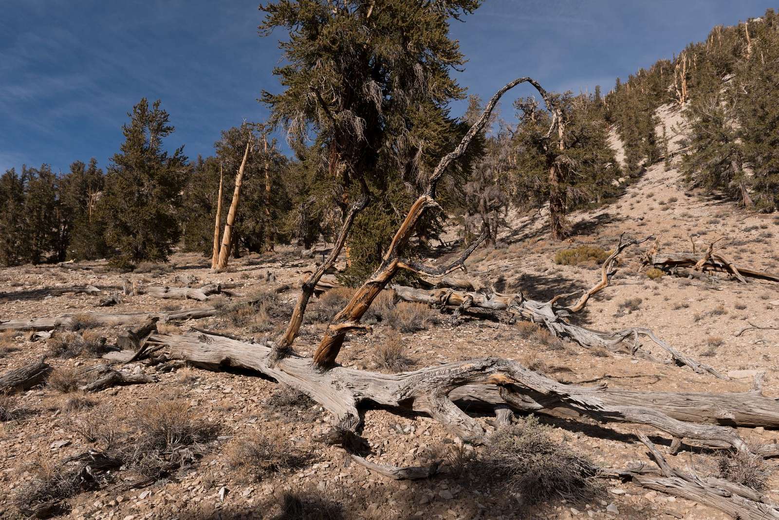 The forest is a protected area that features several hiking trails for visitors