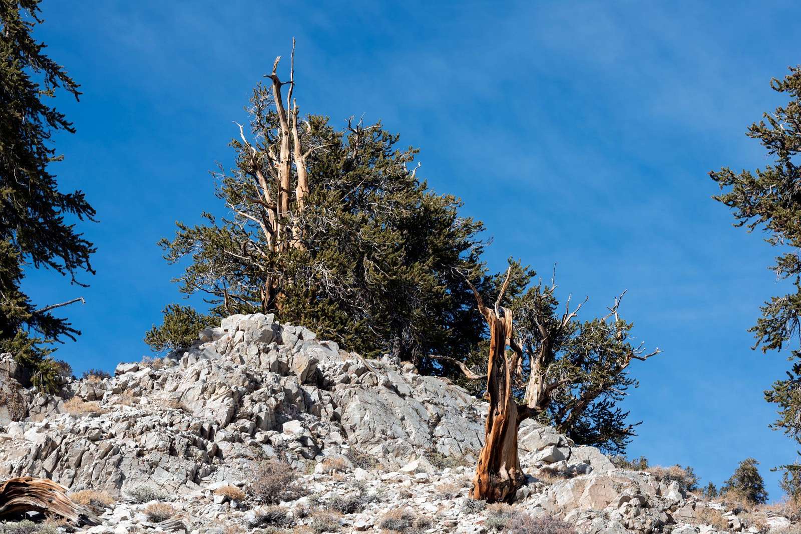 The forest is a protected area that features several hiking trails for visitors