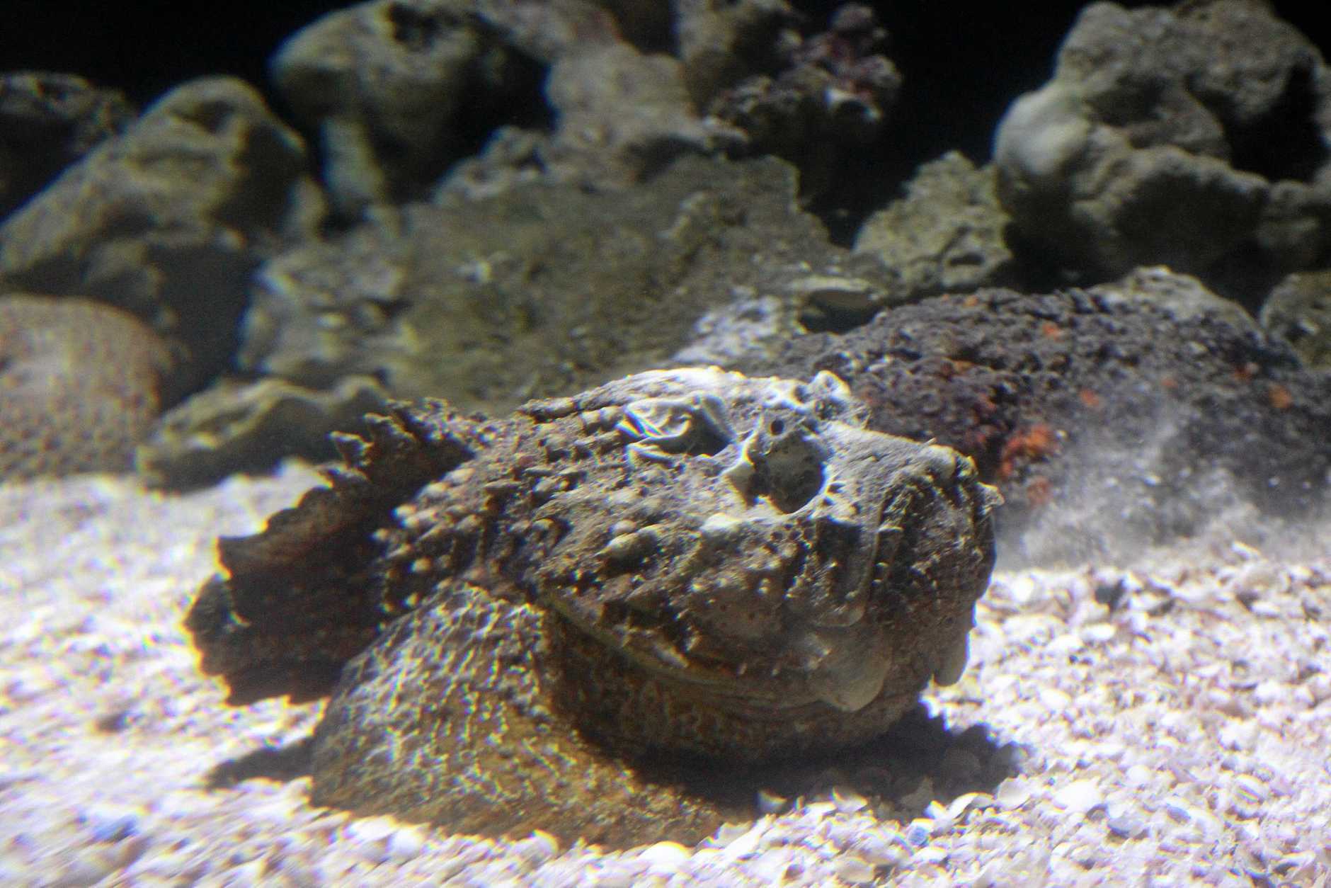 Stonefish are extremely fast ambush predators