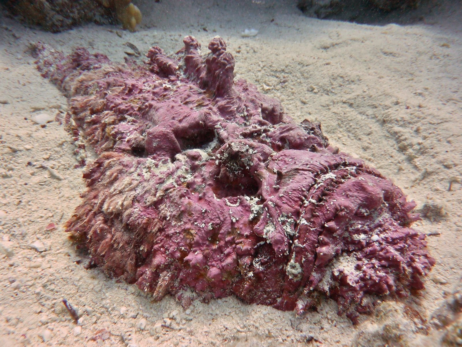 Stonefish can be found laying on the beach as well