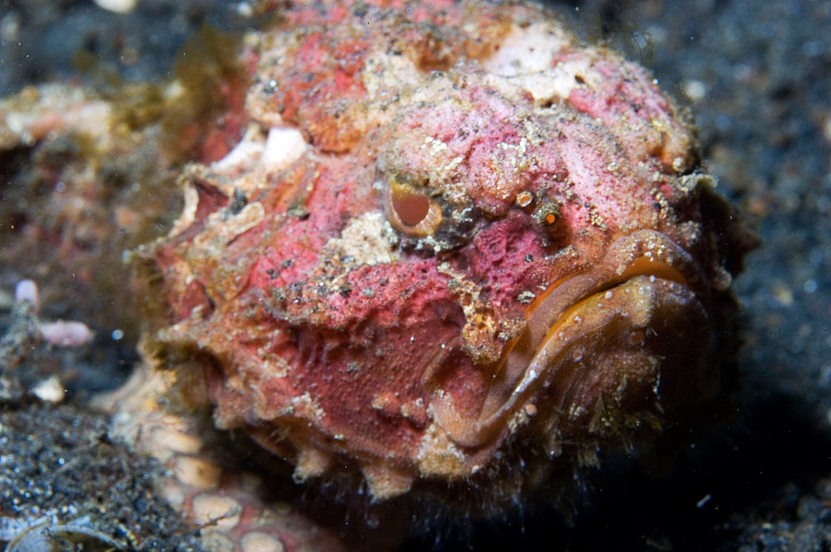 Indigenous Australians have a specific ritual featuring stonefish