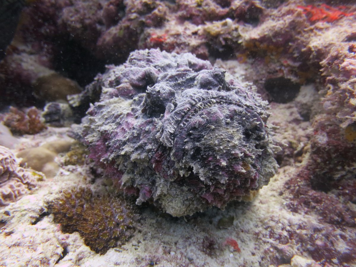 They are the most venomous fish on the planet
