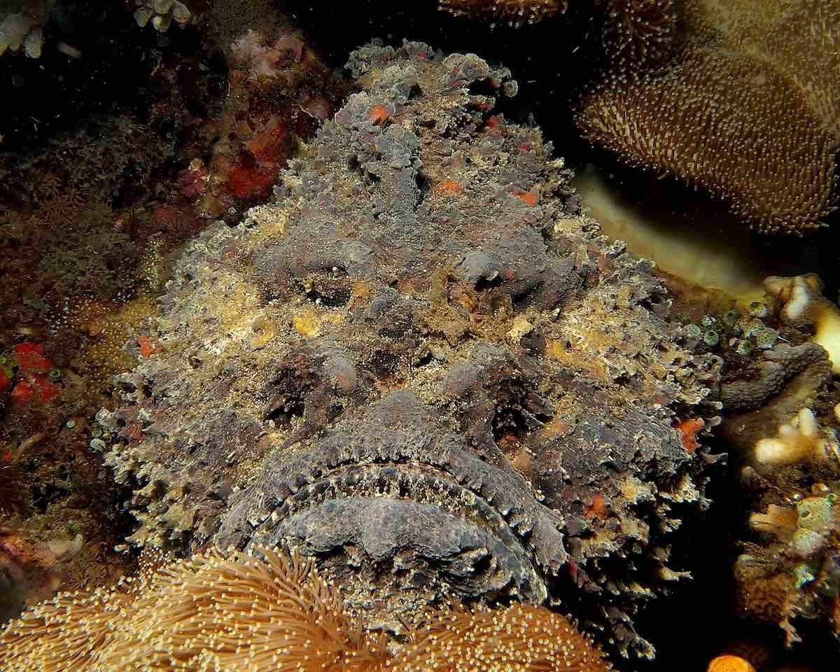 They are the most venomous fish on the planet