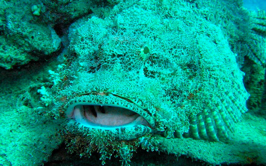 They are the most venomous fish on the planet