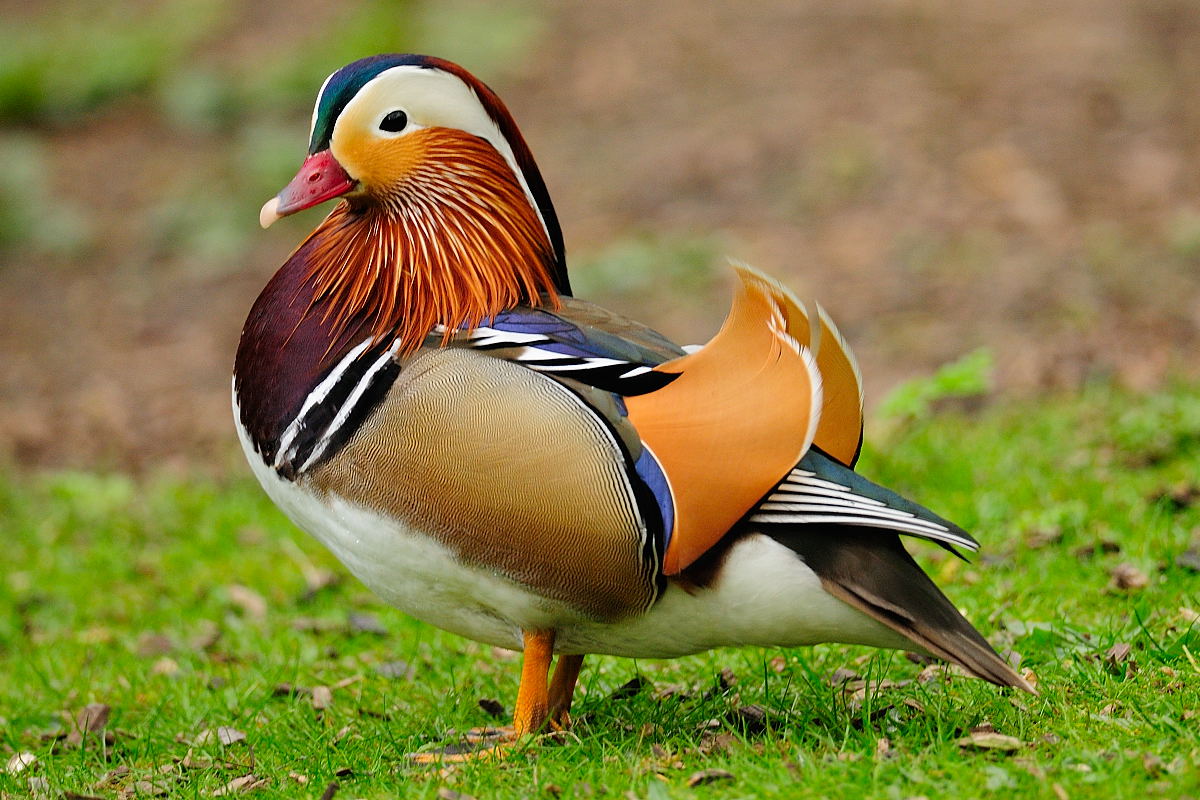 There are as many Mandarin Ducks in the UK as in Asia