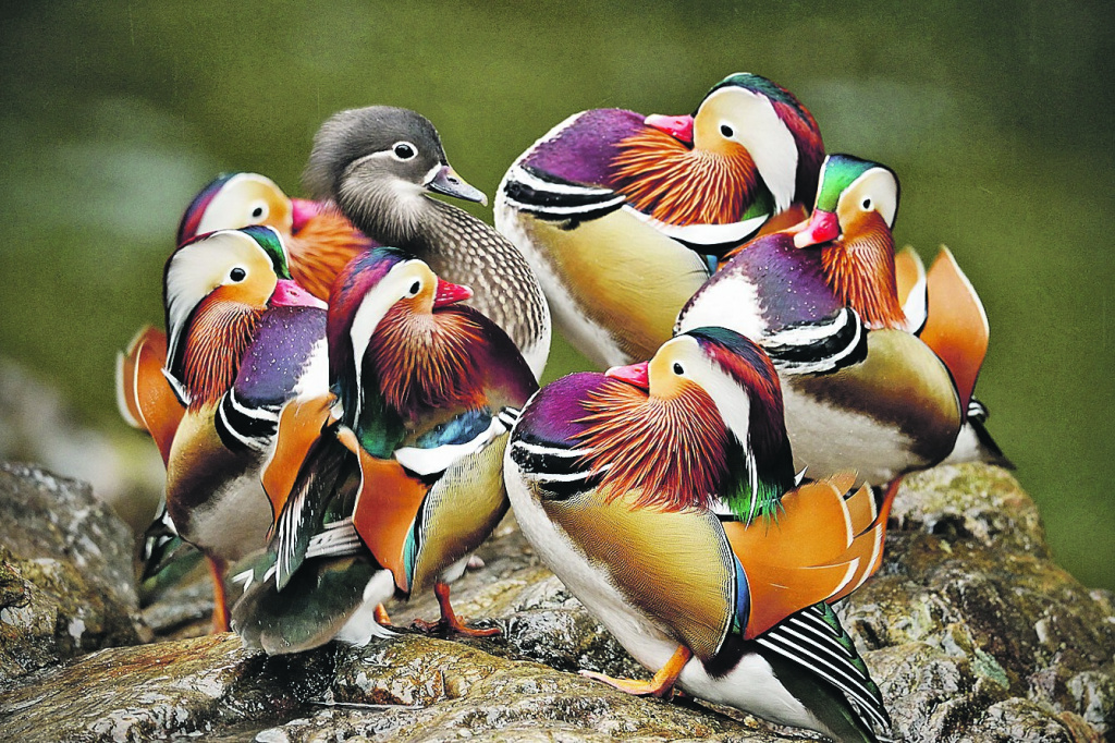 Males are very colorful, females are rather dull