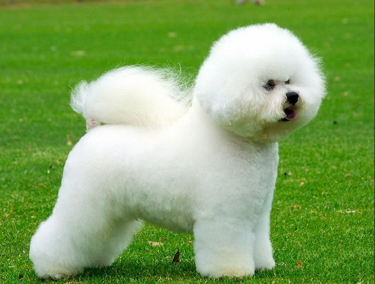 Bichon Frise