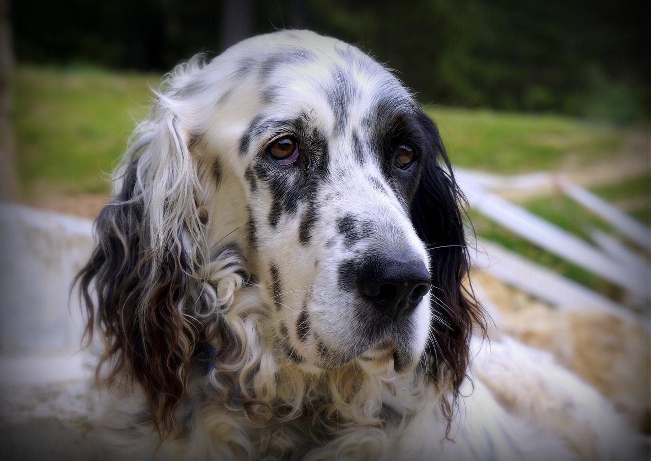 English Setter