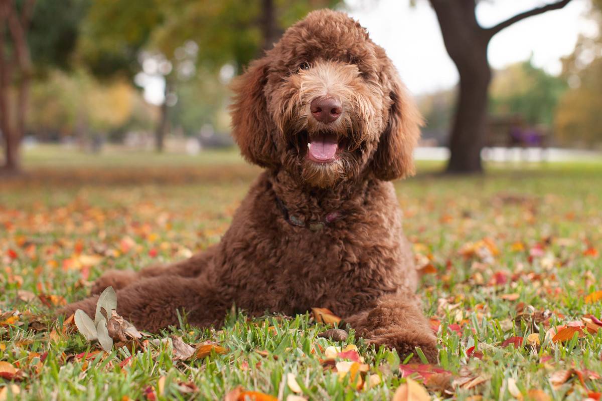 Labradoodle