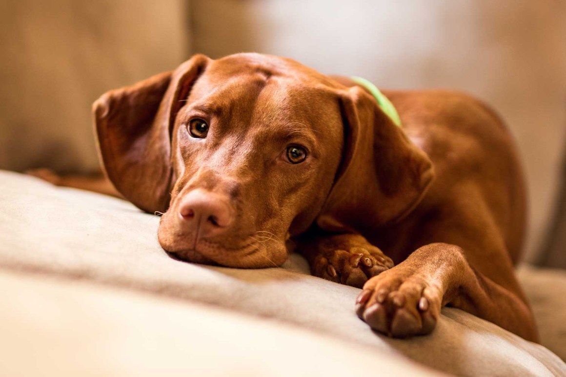 Vizsla